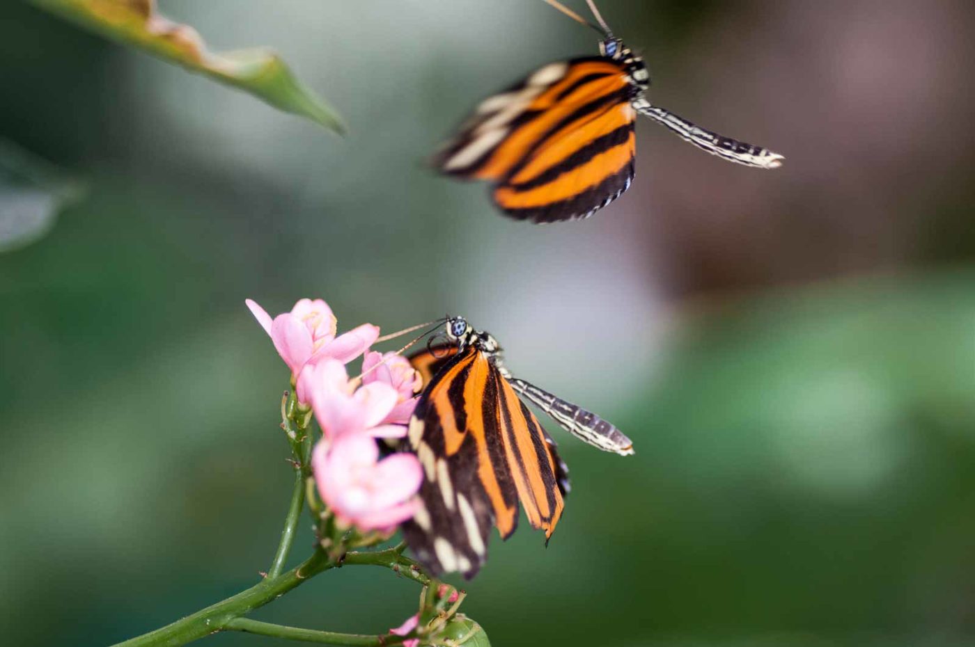 2018-09-17 - Garten der Schmetterlinge Bendorf-Sayn