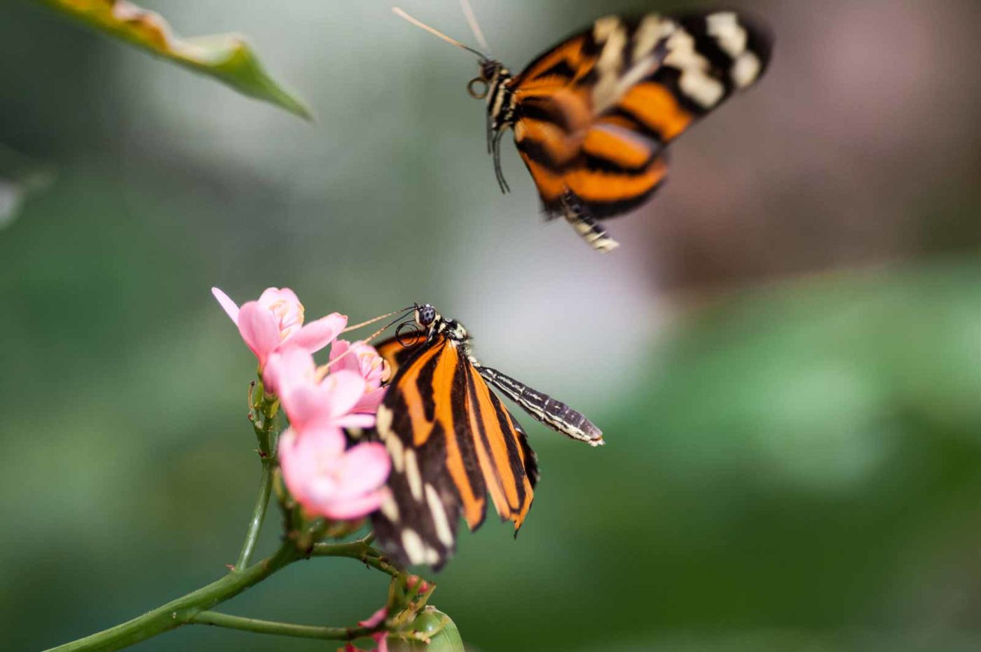 2018-09-17 - Garten der Schmetterlinge Bendorf-Sayn