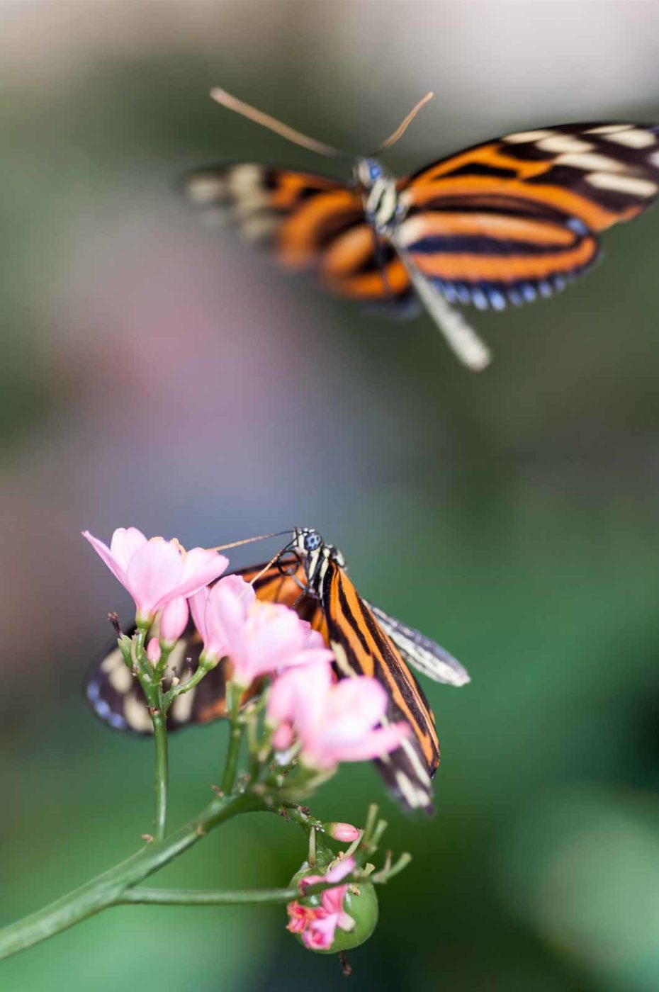 2018-09-17 - Garten der Schmetterlinge Bendorf-Sayn