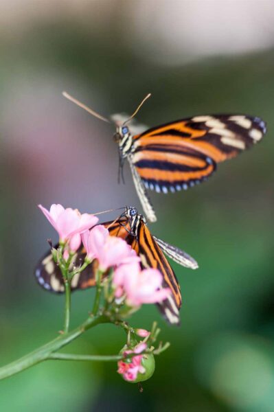 2018-09-17 - Garten der Schmetterlinge Bendorf-Sayn
