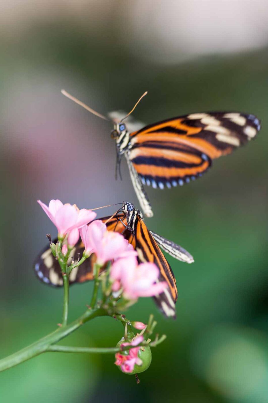 2018-09-17 - Garten der Schmetterlinge Bendorf-Sayn