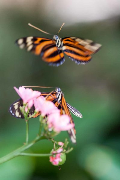 2018-09-17 - Garten der Schmetterlinge Bendorf-Sayn