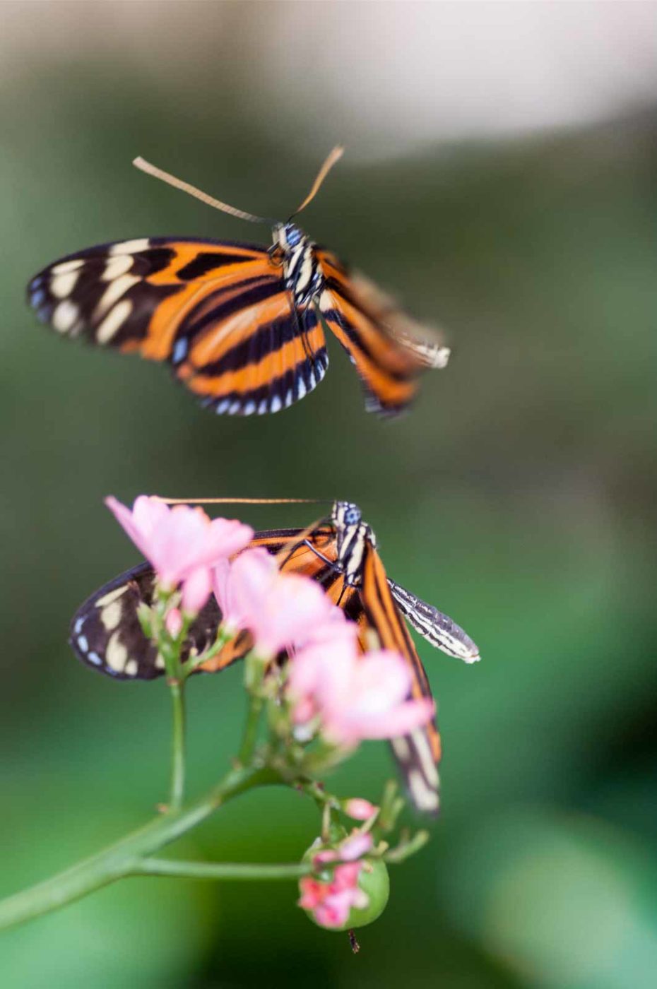 2018-09-17 - Garten der Schmetterlinge Bendorf-Sayn