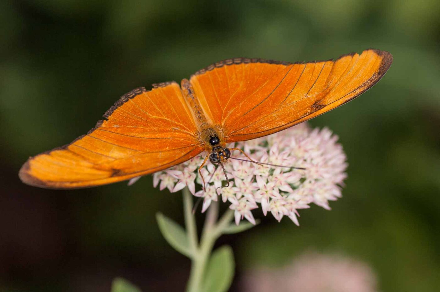 2018-09-17 - Garten der Schmetterlinge Bendorf-Sayn
