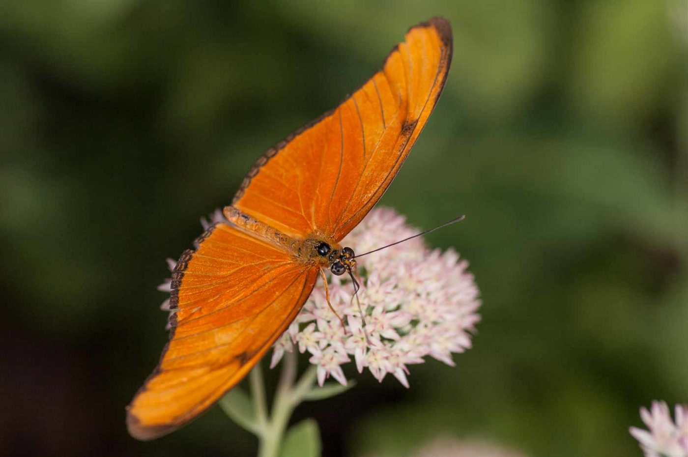 2018-09-17 - Garten der Schmetterlinge Bendorf-Sayn