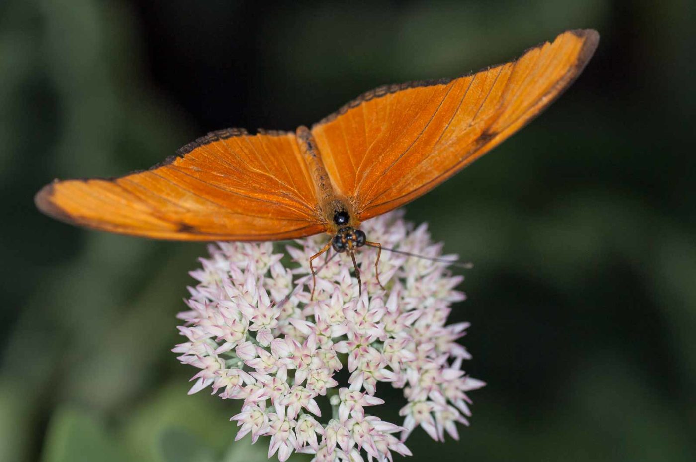 2018-09-17 - Garten der Schmetterlinge Bendorf-Sayn