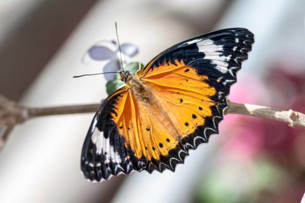 2018-09-17 - Garten der Schmetterlinge Bendorf-Sayn