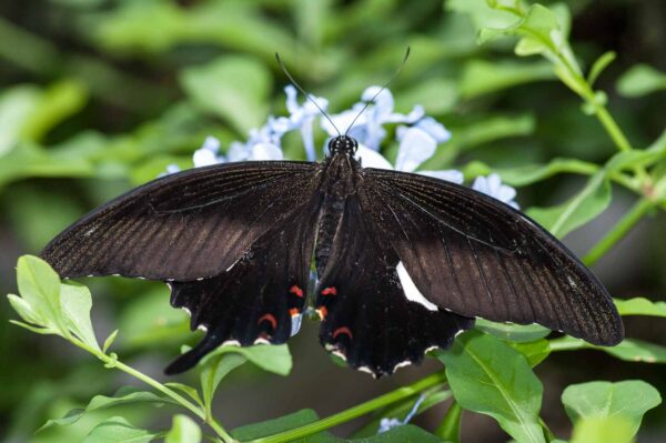 2018-09-17 - Garten der Schmetterlinge Bendorf-Sayn