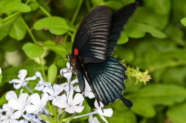 2018-09-17 - Garten der Schmetterlinge Bendorf-Sayn