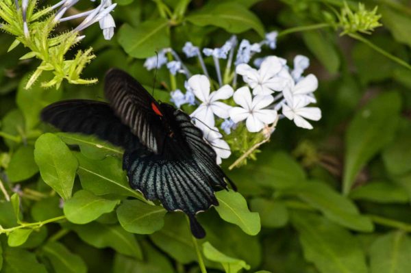 2018-09-17 - Garten der Schmetterlinge Bendorf-Sayn