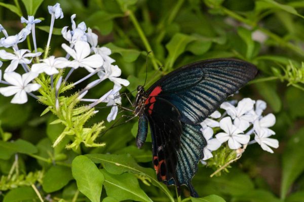 2018-09-17 - Garten der Schmetterlinge Bendorf-Sayn