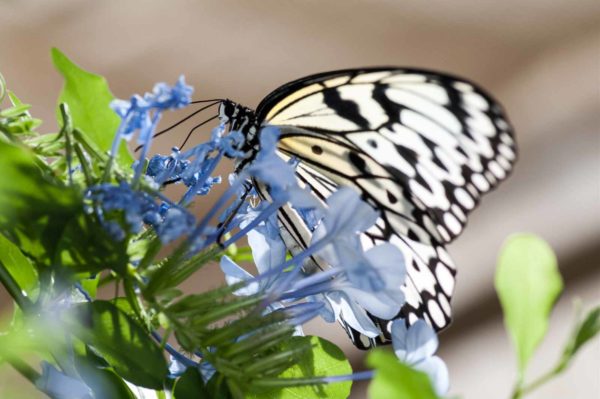 2018-09-17 - Garten der Schmetterlinge Bendorf-Sayn