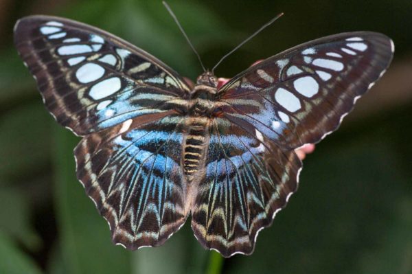 2018-09-17 - Garten der Schmetterlinge Bendorf-Sayn