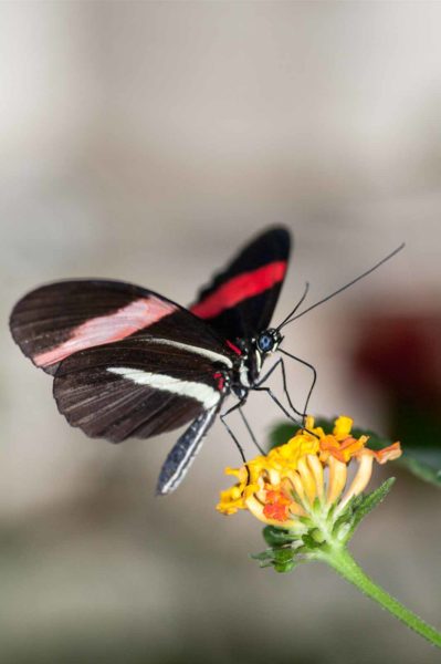 2018-09-17 - Garten der Schmetterlinge Bendorf-Sayn
