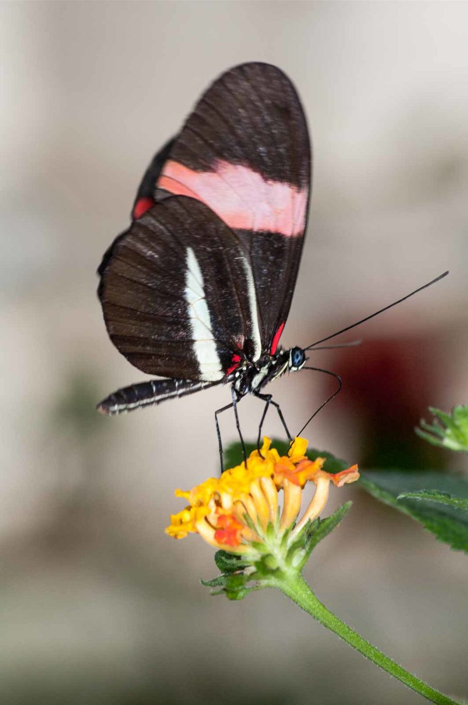 2018-09-17 - Garten der Schmetterlinge Bendorf-Sayn