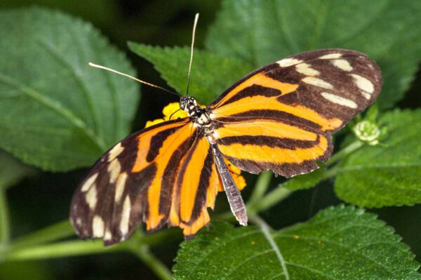 2018-09-17 - Garten der Schmetterlinge Bendorf-Sayn