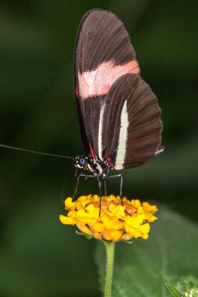 2018-09-17 - Garten der Schmetterlinge Bendorf-Sayn