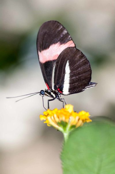 2018-09-17 - Garten der Schmetterlinge Bendorf-Sayn