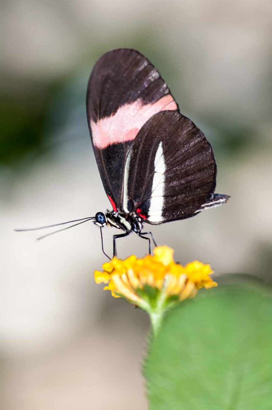 2018-09-17 - Garten der Schmetterlinge Bendorf-Sayn