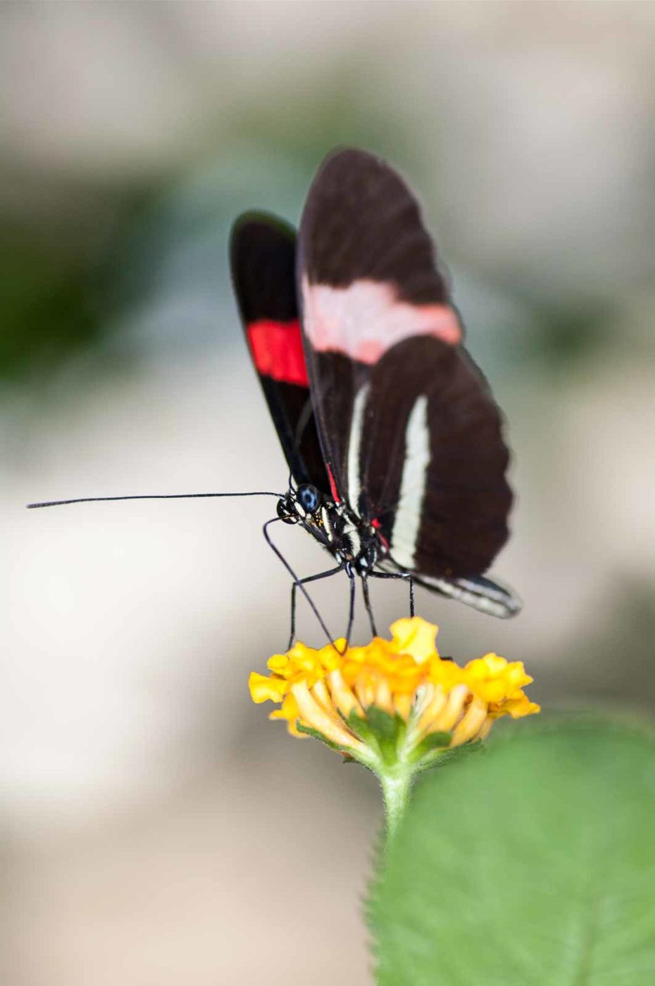 2018-09-17 - Garten der Schmetterlinge Bendorf-Sayn