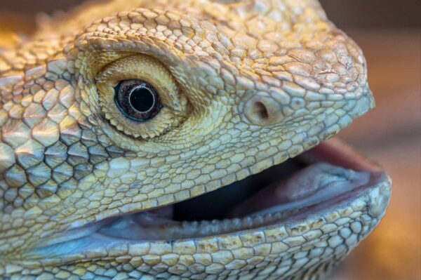 2018-09-17 - Garten der Schmetterlinge Bendorf-Sayn