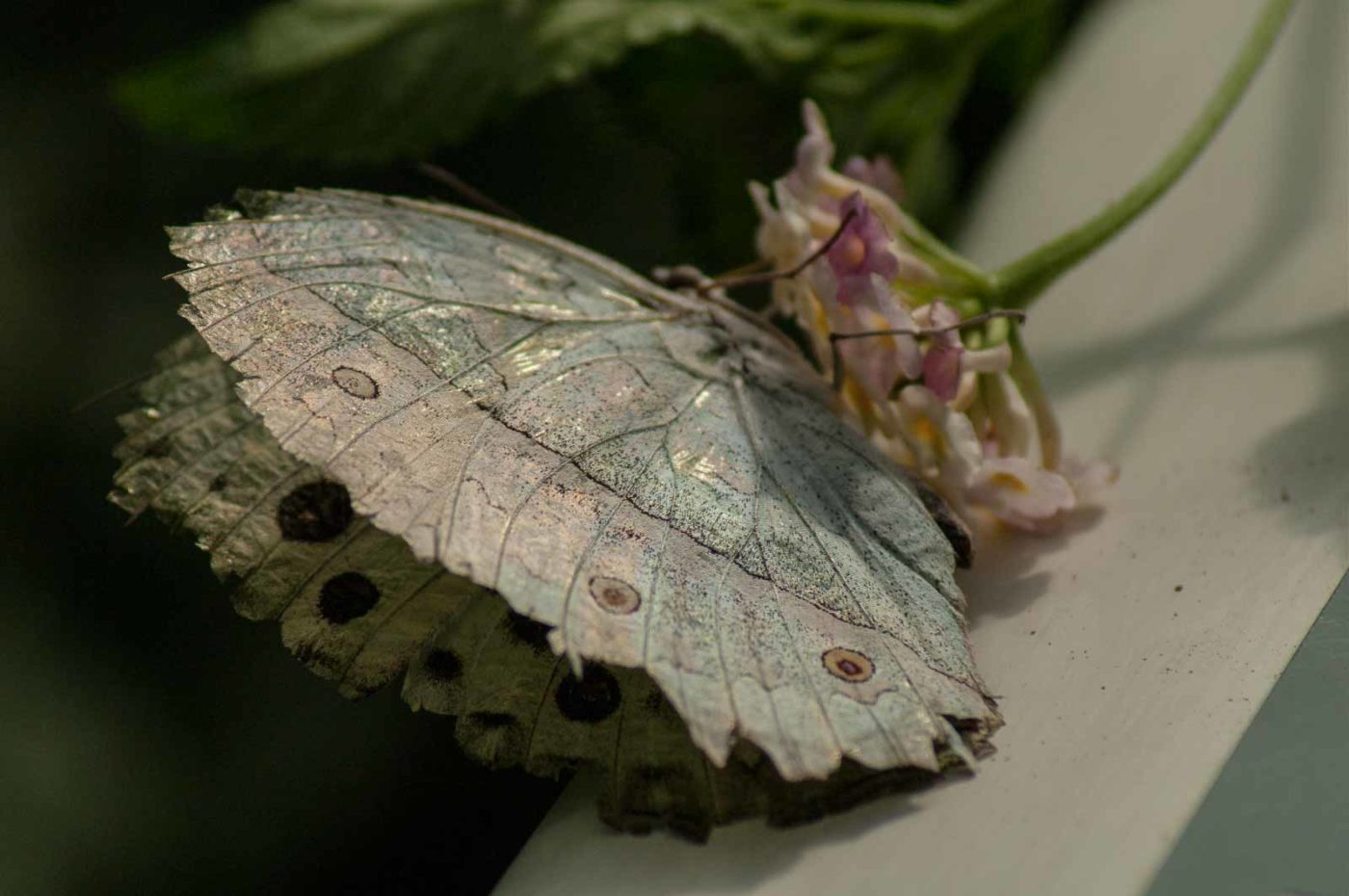 2018-09-17 - Garten der Schmetterlinge Bendorf-Sayn