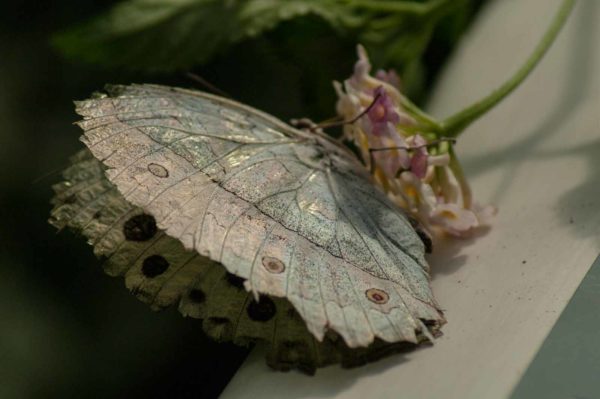 2018-09-17 - Garten der Schmetterlinge Bendorf-Sayn