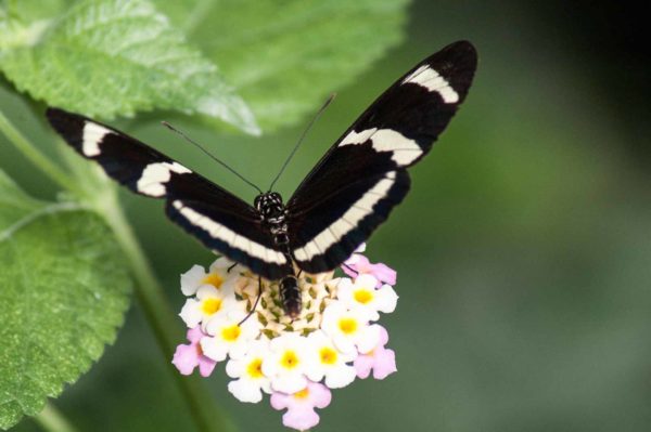2018-09-17 - Garten der Schmetterlinge Bendorf-Sayn
