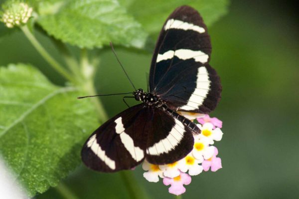 2018-09-17 - Garten der Schmetterlinge Bendorf-Sayn