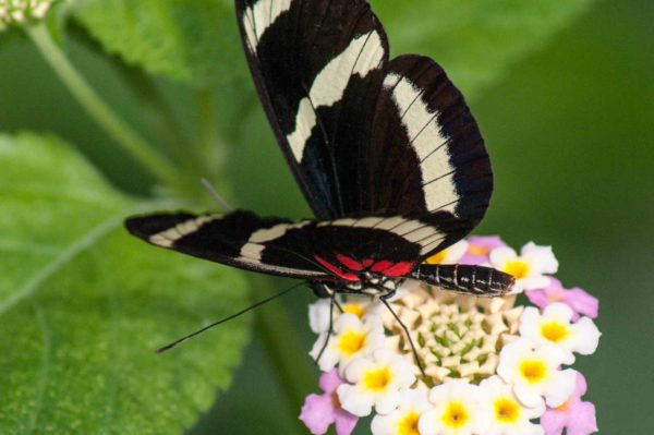 2018-09-17 - Garten der Schmetterlinge Bendorf-Sayn
