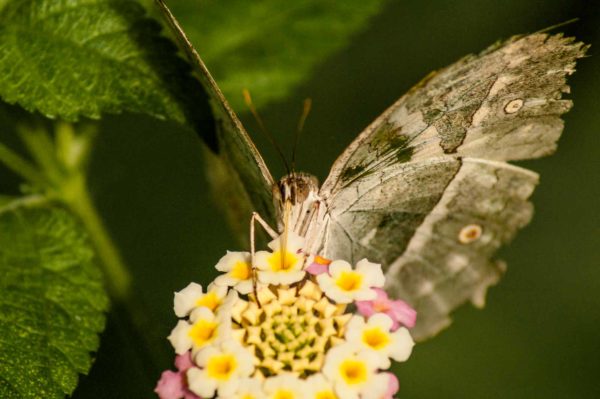 2018-09-17 - Garten der Schmetterlinge Bendorf-Sayn