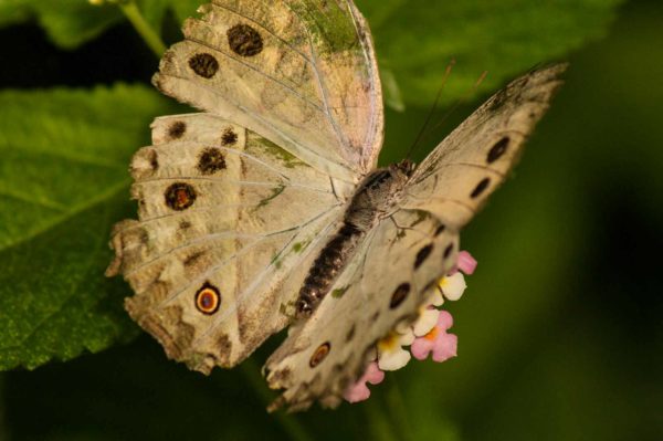 2018-09-17 - Garten der Schmetterlinge Bendorf-Sayn