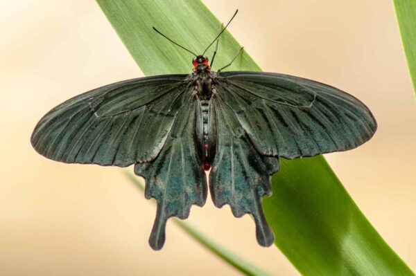 2018-09-17 - Garten der Schmetterlinge Bendorf-Sayn