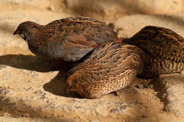2018-09-17 - Garten der Schmetterlinge Bendorf-Sayn