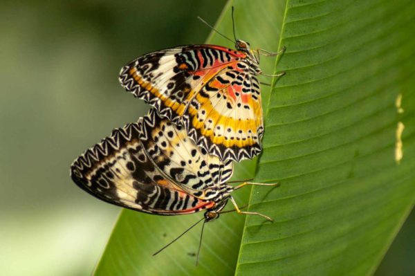 2018-09-17 - Garten der Schmetterlinge Bendorf-Sayn