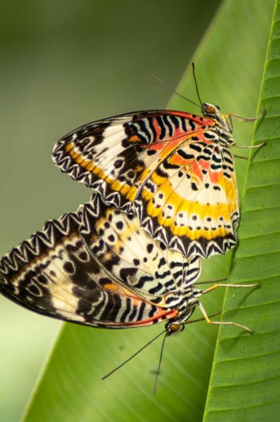 2018-09-17 - Garten der Schmetterlinge Bendorf-Sayn