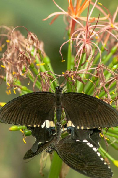 2018-09-17 - Garten der Schmetterlinge Bendorf-Sayn