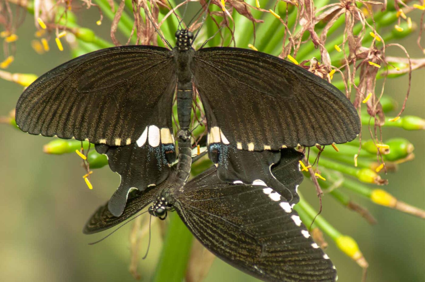 2018-09-17 - Garten der Schmetterlinge Bendorf-Sayn