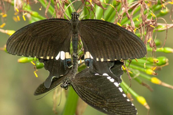 2018-09-17 - Garten der Schmetterlinge Bendorf-Sayn