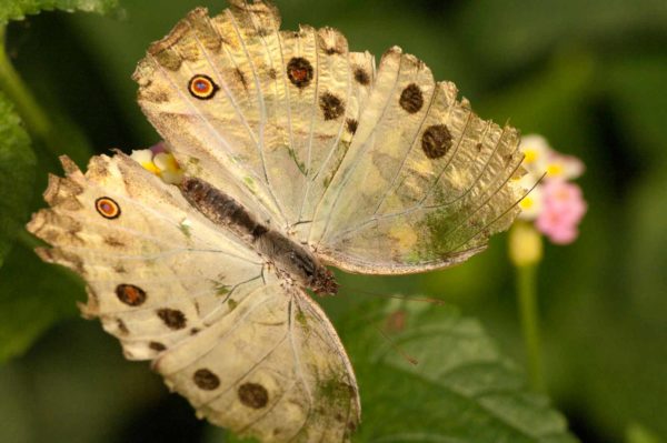 2018-09-17 - Garten der Schmetterlinge Bendorf-Sayn