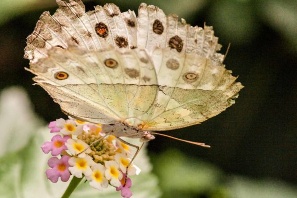 2018-09-17 - Garten der Schmetterlinge Bendorf-Sayn
