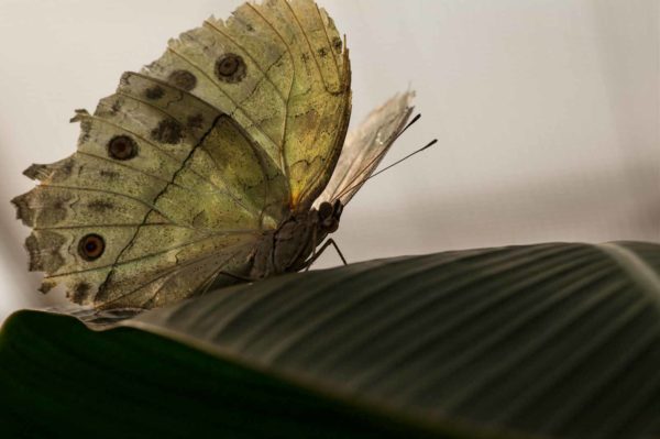 2018-09-17 - Garten der Schmetterlinge Bendorf-Sayn