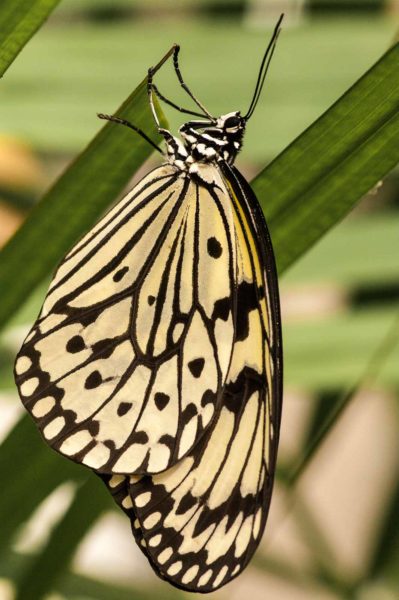 2018-09-17 - Garten der Schmetterlinge Bendorf-Sayn