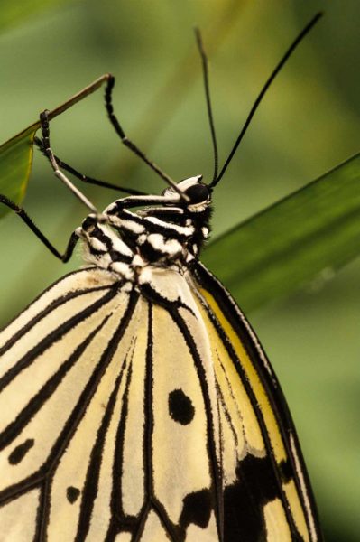 2018-09-17 - Garten der Schmetterlinge Bendorf-Sayn