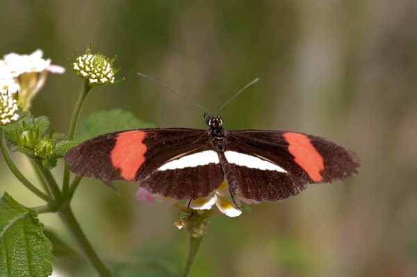 2018-09-17 - Garten der Schmetterlinge Bendorf-Sayn