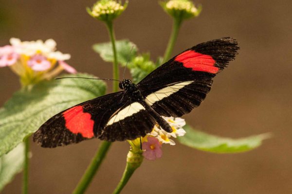 2018-09-17 - Garten der Schmetterlinge Bendorf-Sayn