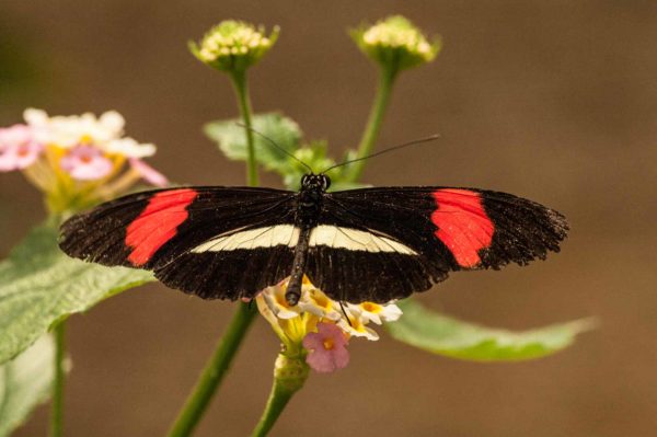 2018-09-17 - Garten der Schmetterlinge Bendorf-Sayn