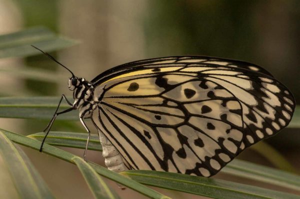 2018-09-17 - Garten der Schmetterlinge Bendorf-Sayn