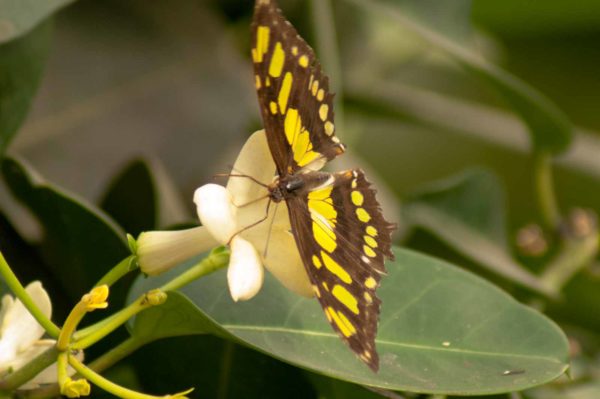 2018-09-17 - Garten der Schmetterlinge Bendorf-Sayn