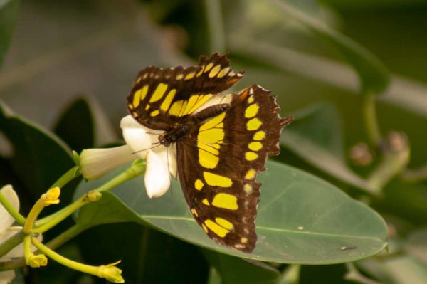 2018-09-17 - Garten der Schmetterlinge Bendorf-Sayn